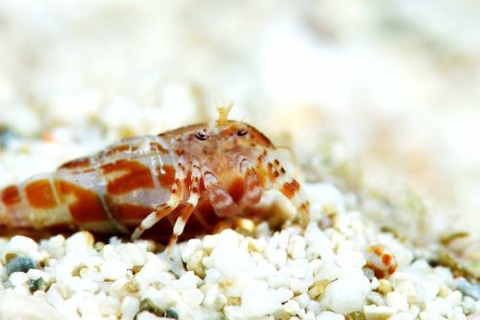 アズキヒメホンヤドカリ