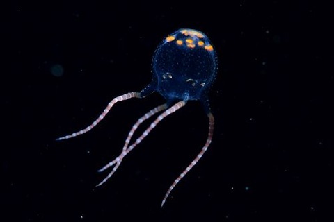 ヒメアンドンクラゲ