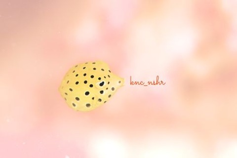 ミナミハコフグ