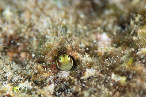 シシマイギンポ