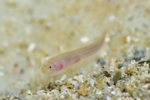 アカネイタチウオ科の1種