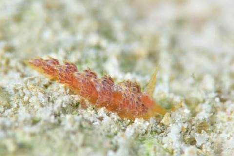 リンカミノウミウシ