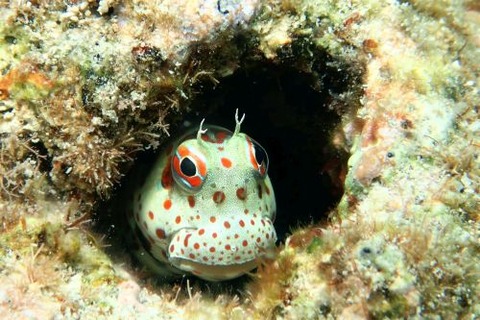 モンツキカエルウオ