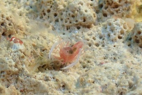 サンゴヒメエビ属の1種
