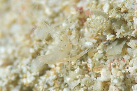 ミクロプロステマ・プルミコールネ