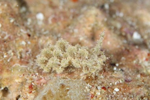 ハナサキコヤナギウミウシ