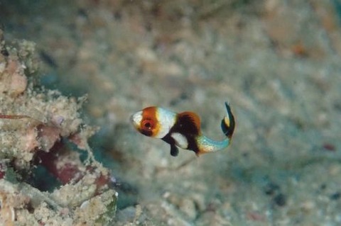 ヒレグロコショウダイ