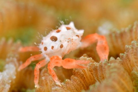 ヒノタマツブコブシ