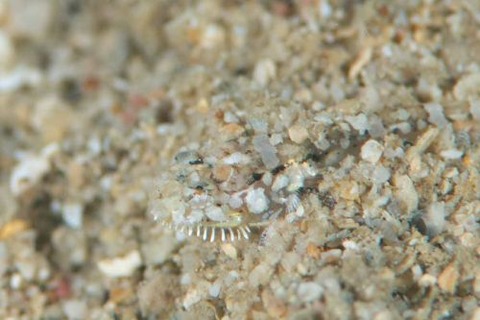 ヒゲモジャハゼ