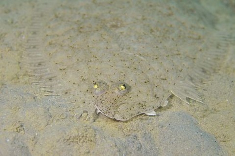 カレイ目の1種