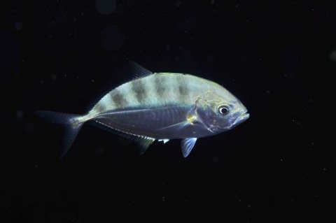 刺激的な水中生物