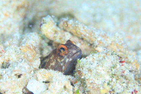 ホシカゲアゴアマダイ