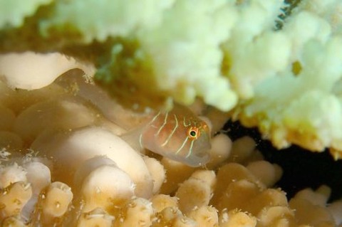 アワイロコバンハゼ