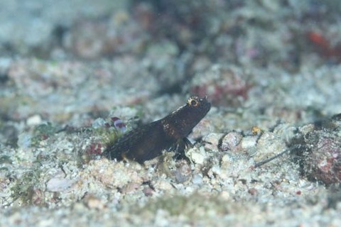 ホタテツノハゼ