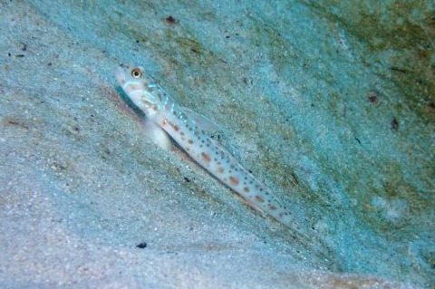 モヨウシノビハゼ