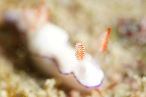 ダニエライロウミウシ