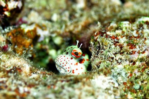 モンツキカエルウオ