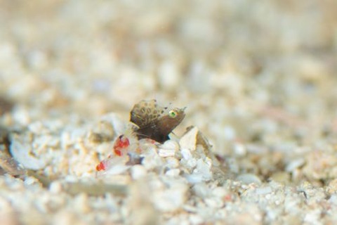 ホタテツノハゼ