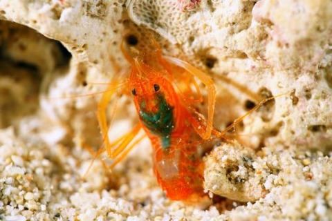 スベスベオトヒメエビ属の1種