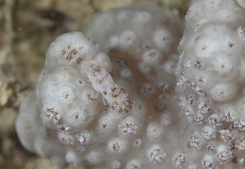 ウズラカクレモエビ