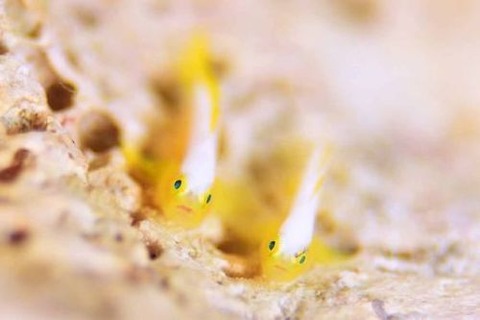 ナカモトイロワケハゼ