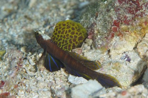 ホタテツノハゼ