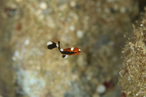 ヒレグロコショウダイ