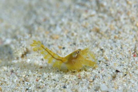 テッポウエビ科の1種