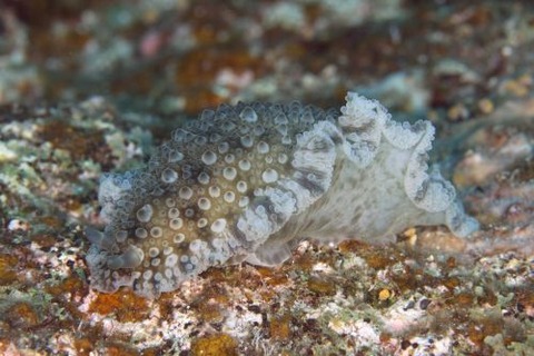 イボナマコウミウシ