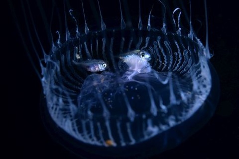 刺激的な水中生物