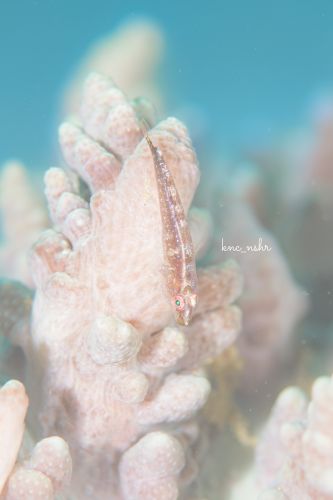 ウミショウブハゼ属の1種