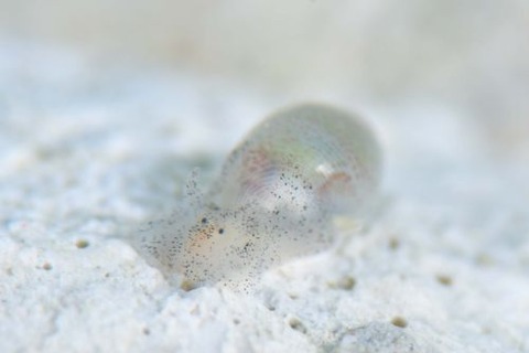 コクテンタマゴガイ