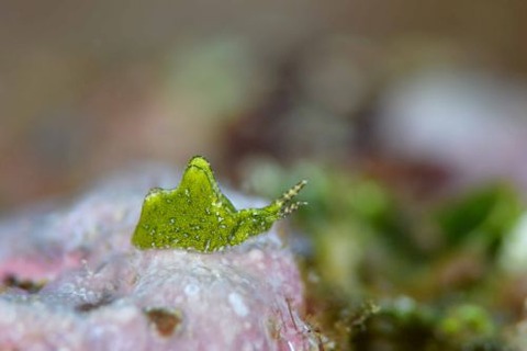 ゴクラクミドリガイ科の1種