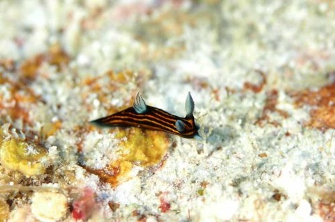 リュウグウウミウシ