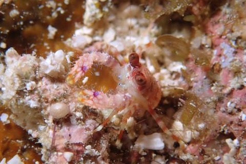 コシオリエビ科の1種