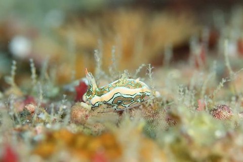 トウモンウミコチョウ