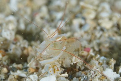 ミクロプロステマ・タケダイ