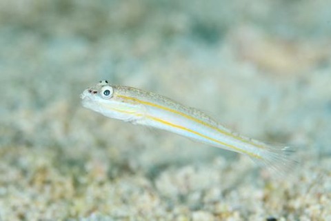 ヒメクロイトハゼ