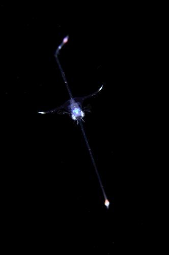 刺激的な水中生物