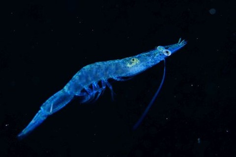 刺激的な水中生物