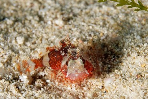 フサカサゴ科の1種