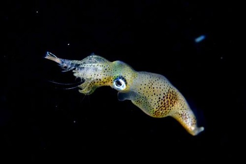 刺激的な水中生物