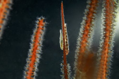 ガラスハゼ属の1種