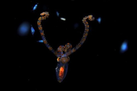 刺激的な水中生物