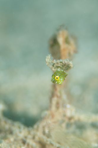 セダカカワハギ