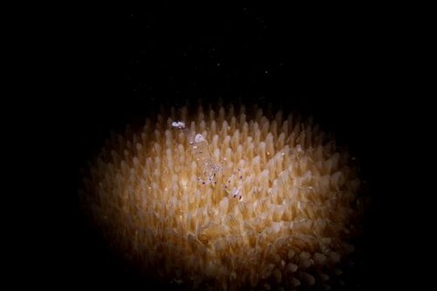 ニセアカホシカクレエビ