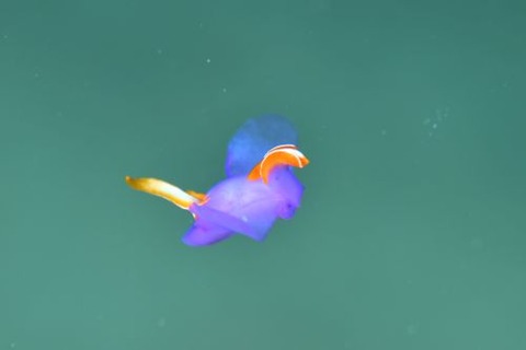 ムラサキウミコチョウ