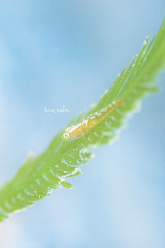 ウミショウブハゼ属の1種