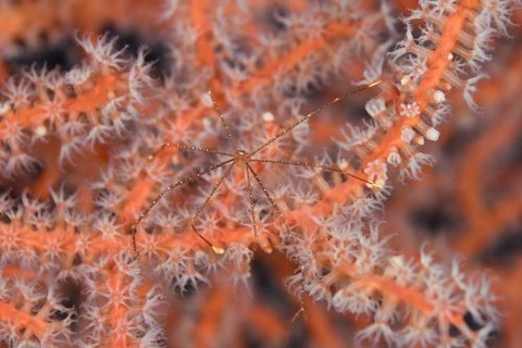 ホシゾラワラエビ