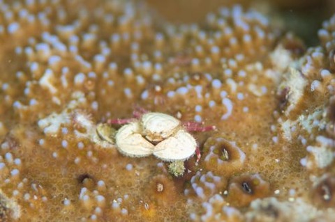 パラオカニダマシ